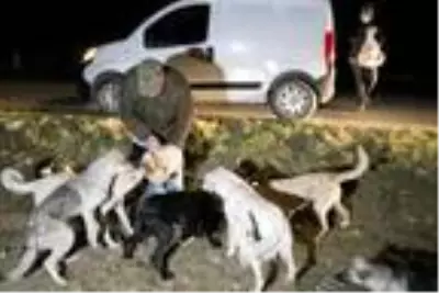 Ziraat mühendisi ve eşi, salgın döneminde sokak hayvanlarını besliyor Ziraat mühendisi ve eşi, salgın döneminde sokak hayvanlarını besliyor