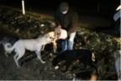 Ziraat mühendisi ve eşi, salgın döneminde sokak hayvanlarını besliyor Ziraat mühendisi ve eşi, salgın döneminde sokak hayvanlarını besliyor