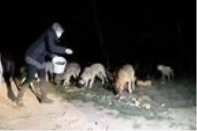 Ziraat mühendisi ve eşi, salgın döneminde sokak hayvanlarını besliyor Ziraat mühendisi ve eşi, salgın döneminde sokak hayvanlarını besliyor