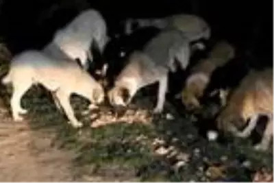 Ziraat mühendisi ve eşi, salgın döneminde sokak hayvanlarını besliyor Ziraat mühendisi ve eşi, salgın döneminde sokak hayvanlarını besliyor