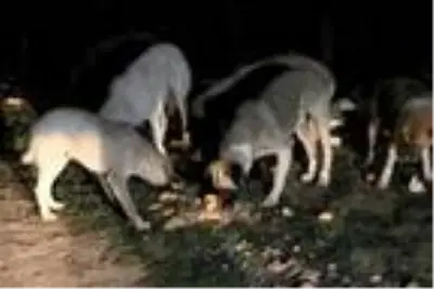Ziraat mühendisi ve eşi, salgın döneminde sokak hayvanlarını besliyor Ziraat mühendisi ve eşi, salgın döneminde sokak hayvanlarını besliyor