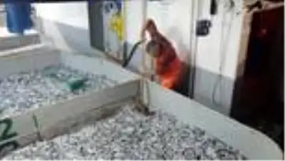 ZONGULDAK - Karadeniz'de hamsi bereketi ZONGULDAK - Karadeniz'de hamsi bereketi