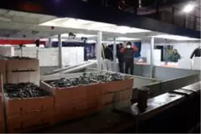 Zonguldak'ta balıkçılar 10 ton hamsi ile limana yanaştı Zonguldak'ta balıkçılar 10 ton hamsi ile limana yanaştı