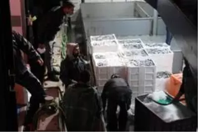 Zonguldak'ta balıkçılar 10 ton hamsi ile limana yanaştı Zonguldak'ta balıkçılar 10 ton hamsi ile limana yanaştı