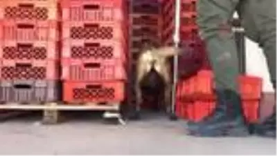 Son dakika haber | 26 kilogram uyuşturucunun ele geçirildiği operasyonda 2 tutuklama Son dakika haber | 26 kilogram uyuşturucunun ele geçirildiği operasyonda 2 tutuklama
