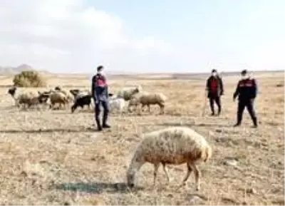 30 küçükbaş hayvan 'drone' yardımıyla bulundu 30 küçükbaş hayvan 'drone' yardımıyla bulundu
