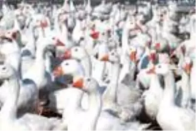 Adana'da hobi için beslediği kazlarla çiftlik kurdu, Türkiye'nin her yerine satış yapıyor Adana'da hobi için beslediği kazlarla çiftlik kurdu, Türkiye'nin her yerine satış yapıyor