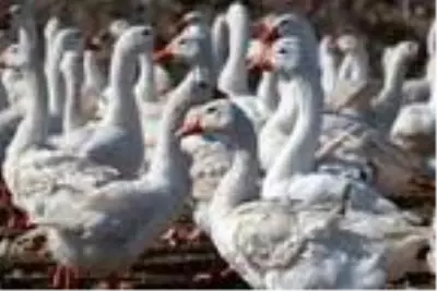 Adana'da hobi için beslediği kazlarla çiftlik kurdu, Türkiye'nin her yerine satış yapıyor Adana'da hobi için beslediği kazlarla çiftlik kurdu, Türkiye'nin her yerine satış yapıyor