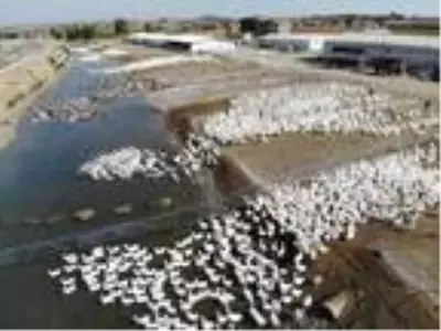 Adana'da hobi için beslediği kazlarla çiftlik kurdu, Türkiye'nin her yerine satış yapıyor Adana'da hobi için beslediği kazlarla çiftlik kurdu, Türkiye'nin her yerine satış yapıyor