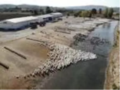 Adana'da hobi için beslediği kazlarla çiftlik kurdu, Türkiye'nin her yerine satış yapıyor Adana'da hobi için beslediği kazlarla çiftlik kurdu, Türkiye'nin her yerine satış yapıyor