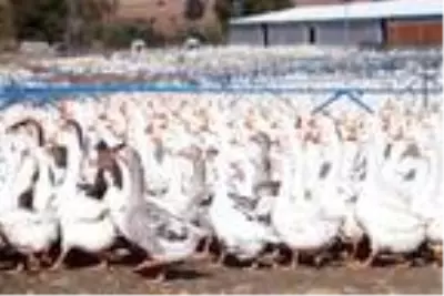 Adana'da hobi için beslediği kazlarla çiftlik kurdu, Türkiye'nin her yerine satış yapıyor Adana'da hobi için beslediği kazlarla çiftlik kurdu, Türkiye'nin her yerine satış yapıyor