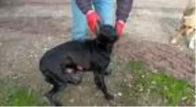 Ormanlık alanda yaralı olarak bulunan köpekte tecavüz bulgularına rastlandı Ormanlık alanda yaralı olarak bulunan köpekte tecavüz bulgularına rastlandı