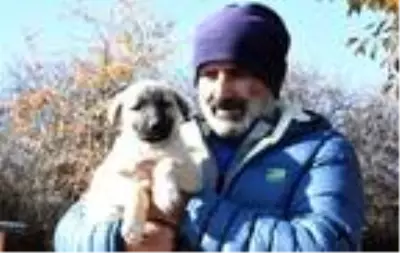 Adriana Lima'ya Sivas'tan 3'üncü 'Kangal köpeği' çağrısı Adriana Lima'ya Sivas'tan 3'üncü 'Kangal köpeği' çağrısı
