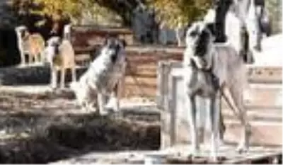 Adriana Lima'ya Sivas'tan 3'üncü 'Kangal köpeği' çağrısı Adriana Lima'ya Sivas'tan 3'üncü 'Kangal köpeği' çağrısı
