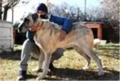Adriana Lima'ya Sivas'tan 3'üncü 'Kangal köpeği' çağrısı Adriana Lima'ya Sivas'tan 3'üncü 'Kangal köpeği' çağrısı