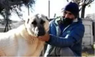Adriana Lima'ya Sivas'tan 3'üncü 'Kangal köpeği' çağrısı Adriana Lima'ya Sivas'tan 3'üncü 'Kangal köpeği' çağrısı