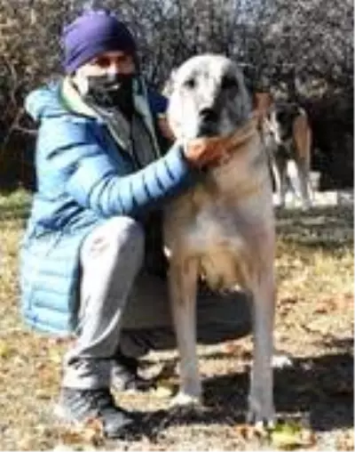 Adriana Lima'ya Sivas'tan 3'üncü 'Kangal köpeği' çağrısı Adriana Lima'ya Sivas'tan 3'üncü 'Kangal köpeği' çağrısı