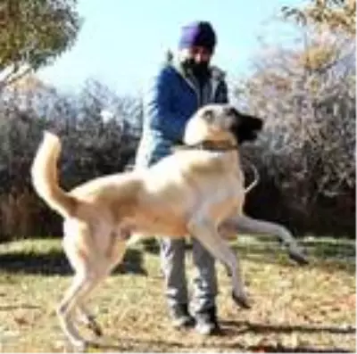Adriana Lima'ya Sivas'tan 3'üncü 'Kangal köpeği' çağrısı Adriana Lima'ya Sivas'tan 3'üncü 'Kangal köpeği' çağrısı