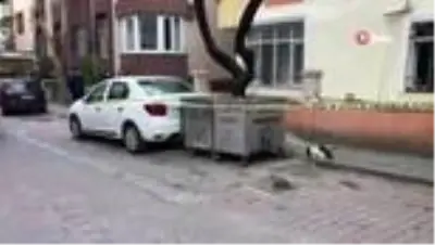 Avcılar'da kan donduran olay, çöpten yeni doğmuş bebek cesedi çıktı Avcılar'da kan donduran olay, çöpten yeni doğmuş bebek cesedi çıktı