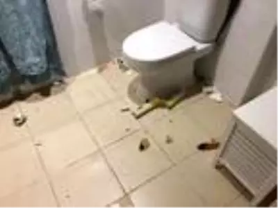 Avustralya'da banyoya giren dev piton korkuttu Avustralya'da banyoya giren dev piton korkuttu