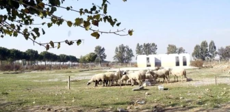 Seçimlerden önce görkemli törenle temeli atılan rehabilitasyon merkezi, koyun otlatma alanı oldu