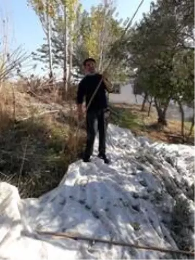 Aydın'da 'zeytin sırıkları' teknolojiye karşı direniyor Aydın'da 'zeytin sırıkları' teknolojiye karşı direniyor