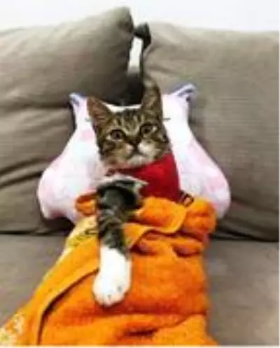 Bacağı kesilen kediyi sahiplendi, videoları beğeni aldı Bacağı kesilen kediyi sahiplendi, videoları beğeni aldı