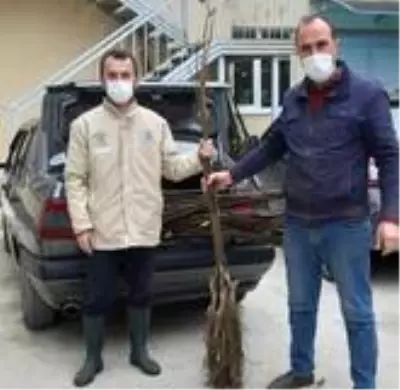 Büyükşehir'den 2 bin ceviz fidanı desteği Büyükşehir'den 2 bin ceviz fidanı desteği