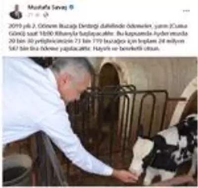 Buzağı destek ödemeleri yarın başlıyor Buzağı destek ödemeleri yarın başlıyor