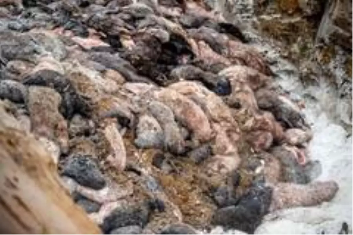 Danimarka'da 'zombi' vizon istilası