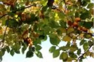 Diyarbakır'ın 'Küçük Antalya'sında her çeşit meyve yetişiyor Diyarbakır'ın 'Küçük Antalya'sında her çeşit meyve yetişiyor