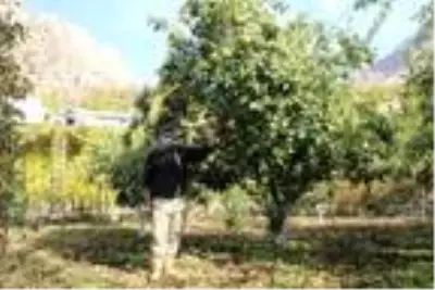 Diyarbakır'ın 'Küçük Antalya'sında her çeşit meyve yetişiyor Diyarbakır'ın 'Küçük Antalya'sında her çeşit meyve yetişiyor