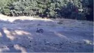 Doğadaki yaban hayvanların yaşam sırları fotokapanda Doğadaki yaban hayvanların yaşam sırları fotokapanda