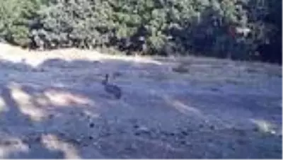 Doğadaki yaban hayvanların yaşam sırları fotokapanda Doğadaki yaban hayvanların yaşam sırları fotokapanda