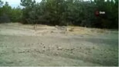 Doğadaki yaban hayvanların yaşam sırları fotokapanda Doğadaki yaban hayvanların yaşam sırları fotokapanda