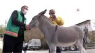Farklı türlerin dostluğu görenleri şaşırtıyor Farklı türlerin dostluğu görenleri şaşırtıyor