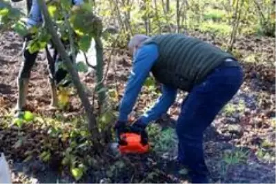 Fındık üreticilerine 'budama' eğitimi Fındık üreticilerine 'budama' eğitimi