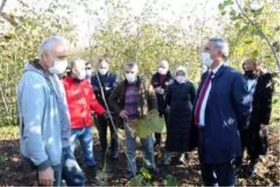 Fındık üreticilerine 'budama' eğitimi Fındık üreticilerine 'budama' eğitimi