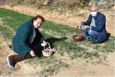 Gezide ilgisini çeken safranı Edirne'de ekip, hasat etti Gezide ilgisini çeken safranı Edirne'de ekip, hasat etti