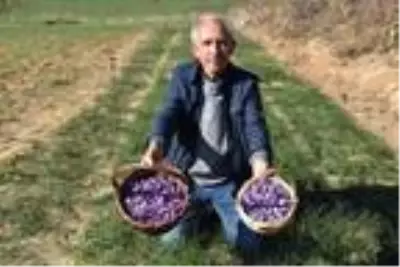 Gezide ilgisini çeken safranı Edirne'de ekip, hasat etti Gezide ilgisini çeken safranı Edirne'de ekip, hasat etti