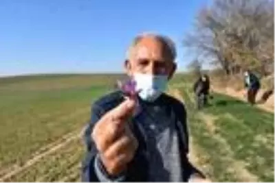 Gezide ilgisini çeken safranı Edirne'de ekip, hasat etti Gezide ilgisini çeken safranı Edirne'de ekip, hasat etti