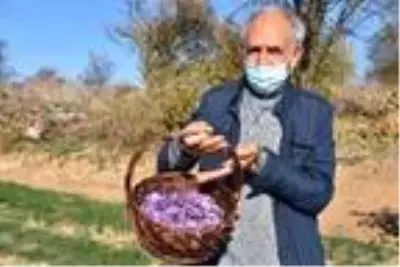 Gezide ilgisini çeken safranı Edirne'de ekip, hasat etti Gezide ilgisini çeken safranı Edirne'de ekip, hasat etti
