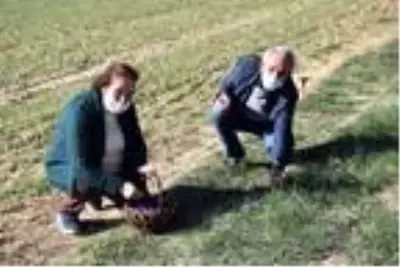 Gezide ilgisini çeken safranı Edirne'de ekip, hasat etti Gezide ilgisini çeken safranı Edirne'de ekip, hasat etti