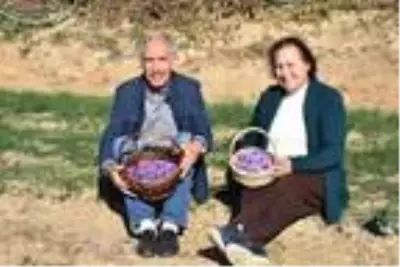 Gezide ilgisini çeken safranı Edirne'de ekip, hasat etti Gezide ilgisini çeken safranı Edirne'de ekip, hasat etti