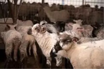 Kayseri Tarım ve Orman Müdürü Şahin'den hayvancılık işletmesine ziyaret Kayseri Tarım ve Orman Müdürü Şahin'den hayvancılık işletmesine ziyaret