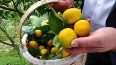 Karadeniz'de narenciye hasadı başladı Karadeniz'de narenciye hasadı başladı
