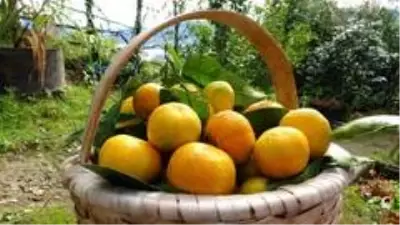 Karadeniz'de narenciye hasadı başladı Karadeniz'de narenciye hasadı başladı