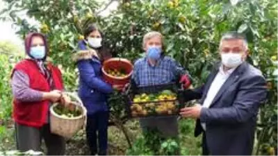 Karadeniz'de narenciye hasadı başladı Karadeniz'de narenciye hasadı başladı