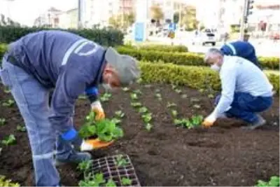 Kdz. Ereğli kış çiçeklerine kavuştu Kdz. Ereğli kış çiçeklerine kavuştu