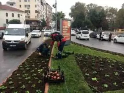 Kdz. Ereğli kış çiçeklerine kavuştu Kdz. Ereğli kış çiçeklerine kavuştu